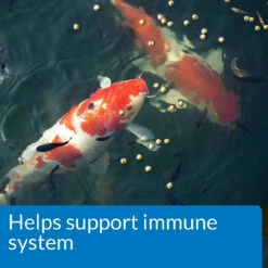 API Pond Essentials With Food -pond shop api pond fish food immune system callout 1000 40979.1643736789