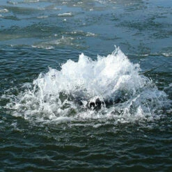 Aqua Control Evolution Series 1/2 HP Fountain -pond shop aqua evolution torrent 1000 91611.1663691931