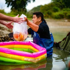4-6" Japanese Butterfly Koi Packages -pond shop butterfly koi bagged 1000 88376.1680705286