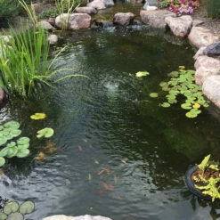 CrystalClear Algae D-Solv 11 CrystalClear Algae D-Solv -pond shop crystalclear alage d solv after image 55925.1684758157