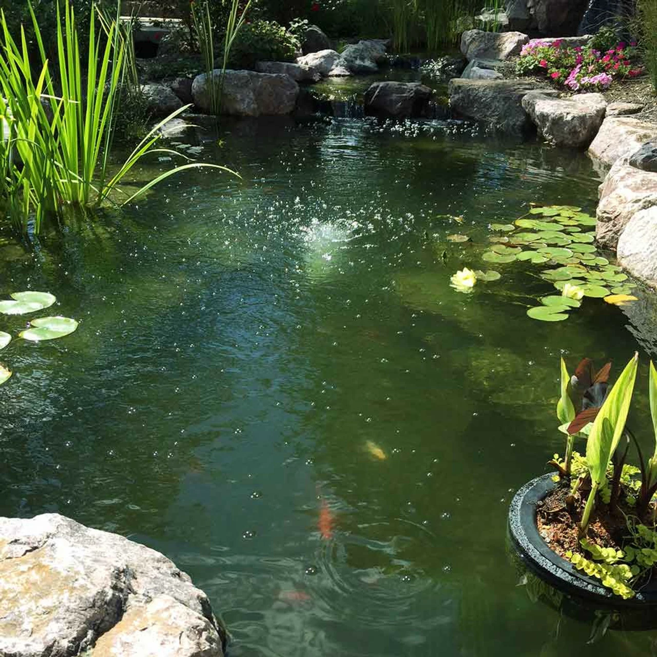 CrystalClear Algae D-Solv 4 CrystalClear Algae D-Solv - Image 2