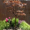 Copper Extra Tall Maple Tree Fountain Kit 1 Copper Extra Tall Maple Tree Fountain Kit -pond shop extra tall maple tree fountain 1000 00657.1666977517