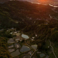 4-6" Japanese Standard Fin Koi Packages -pond shop japan koi breeding grounds 1000 16163.1680701767