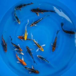 4-6" Japanese Butterfly Koi Packages -pond shop japanese butterfly koi 4 6inch 16pack 1000 03961.1680782253