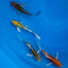 4-6" Japanese Butterfly Koi Packages 2 4-6" Japanese Butterfly Koi Packages -pond shop japanese butterfly koi 4 6inch 4pack 1000 40794.1680782253