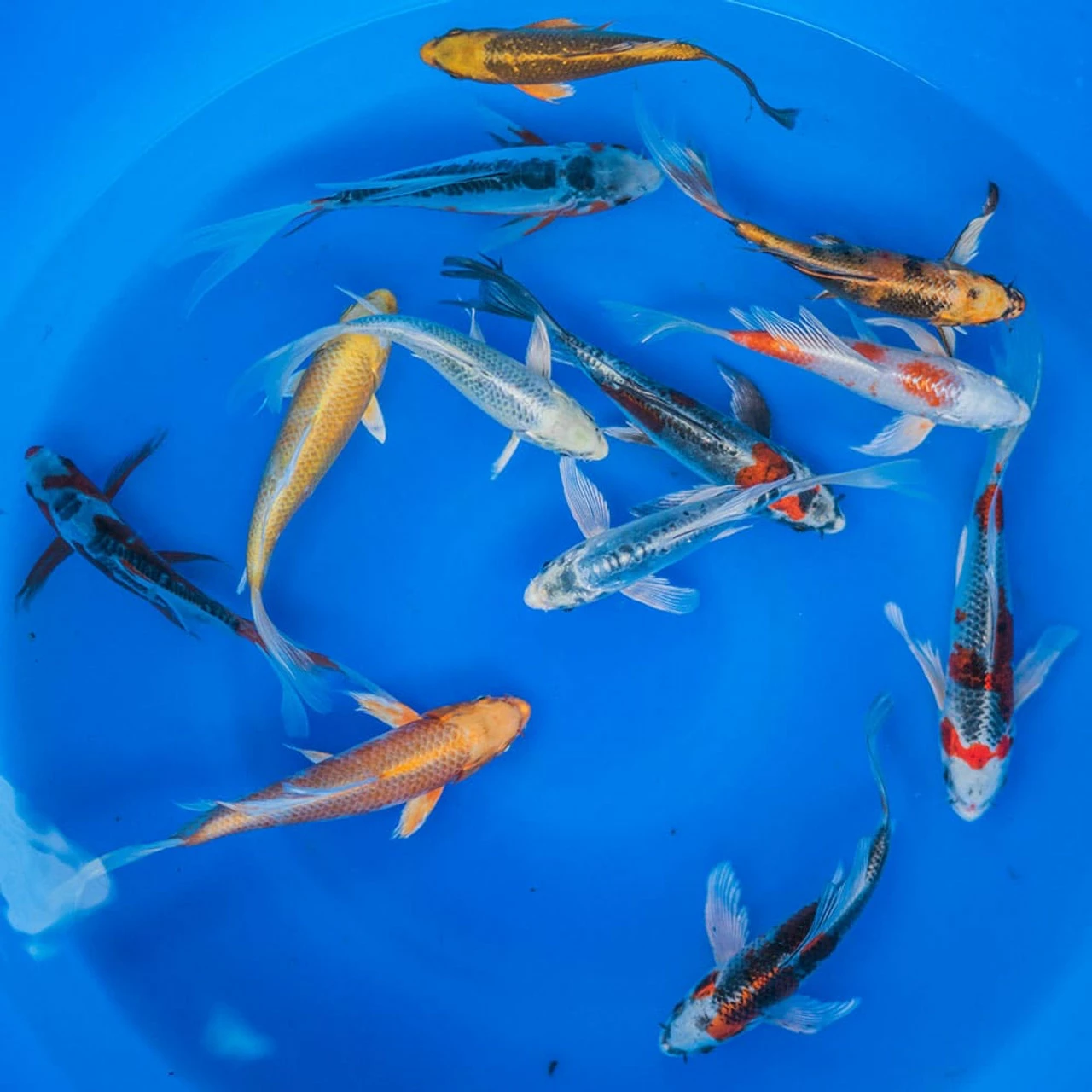 6-8" Japanese Butterfly Koi Packages 4 6-8" Japanese Butterfly Koi Packages - Image 2