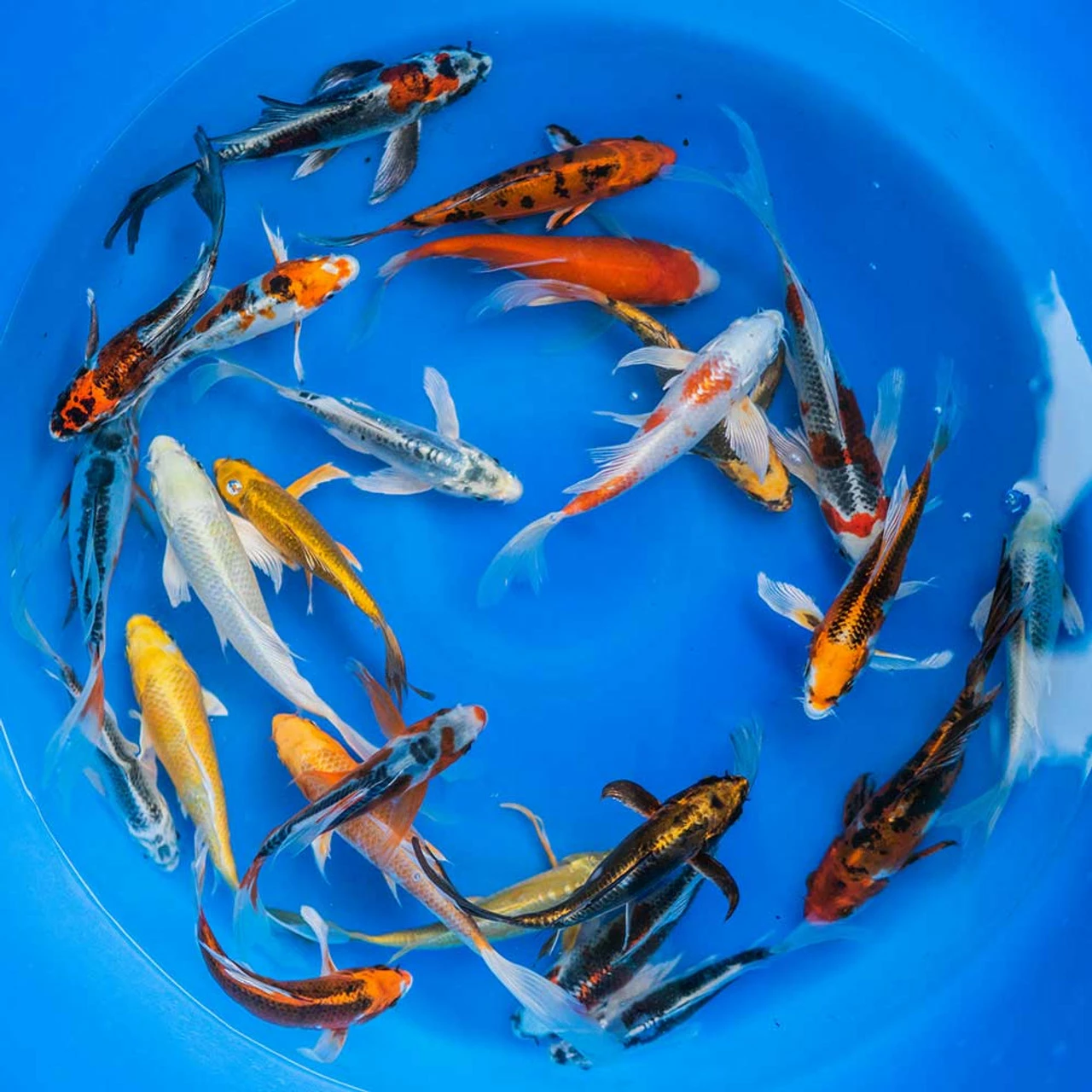 6-8" Japanese Butterfly Koi Packages 5 6-8" Japanese Butterfly Koi Packages - Image 3