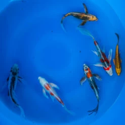 6-8" Japanese Butterfly Koi Packages