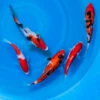 6-8" Japanese Premium Gosanke Koi Packages 1 6-8" Japanese Premium Gosanke Koi Packages -pond shop japanese premium gosanke 6 8inch koi 5pack 1000 29922.1680885952