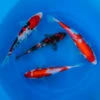 8-10" Japanese Premium Gosanke Koi Packages -pond shop japanese premium gosanke 8 10inch koi 4pack 1000 59378.1680885854