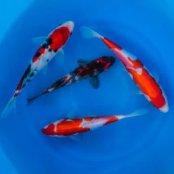 8-10" Japanese Premium Gosanke Koi Packages