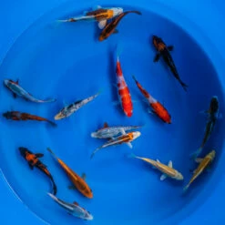 4-6" Japanese Standard Fin Koi Packages -pond shop japanese standard fin koi 4 6inch 16pack 1000 97504.1680782228