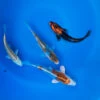 4-6" Japanese Standard Fin Koi Packages -pond shop japanese standard fin koi 4 6inch 4pack 1000 33595.1680782228