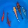 6-8" Japanese Standard Fin Koi Packages 2 6-8" Japanese Standard Fin Koi Packages -pond shop japanese standard fin koi 6 8inch 5pack 1000 30392.1680782235