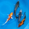 8-10" Japanese Standard Fin Koi Packages -pond shop japanese standard fin koi 8 10inch 4pack 1000 63905.1680782242
