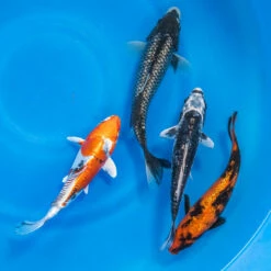8-10" Japanese Standard Fin Koi Packages