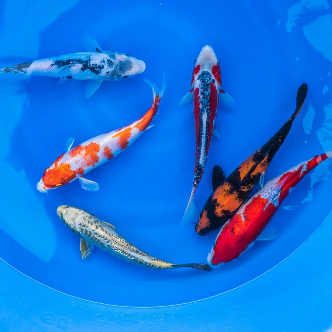 8-10" Japanese Standard Fin Koi Packages 4 8-10" Japanese Standard Fin Koi Packages - Image 2