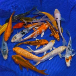4-6-Inch Choice Grade Domestic Koi Packages