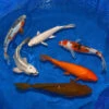 8-10-Inch Choice Grade Domestic Koi Packages -pond shop kloubec choice grade package 10inch pack 1000 71266.1680782181