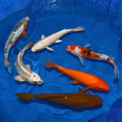 8-10-Inch Choice Grade Domestic Koi Packages