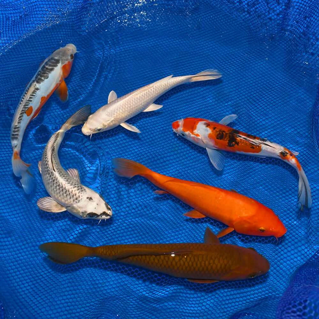 8-10-Inch Choice Grade Domestic Koi Packages 3 8-10-Inch Choice Grade Domestic Koi Packages