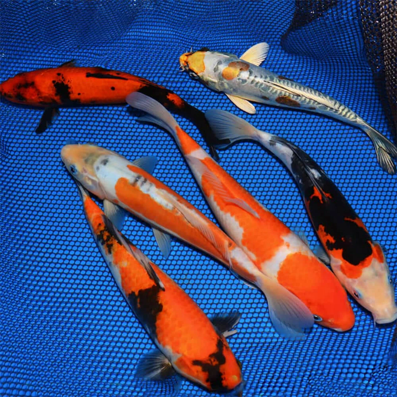 10-12-Inch Choice Grade Domestic Koi Packages 3 10-12-Inch Choice Grade Domestic Koi Packages