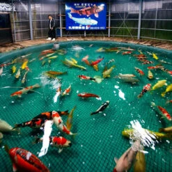 6-8" Japanese Butterfly Koi Packages 15 6-8" Japanese Butterfly Koi Packages -pond shop koi breeding facility 1000 51674.1680706655