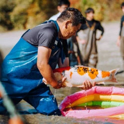 6-8" Japanese Standard Fin Koi Packages -pond shop koi color inspection 1000 00265.1680702784