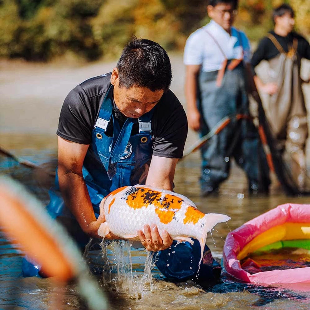 6-8" Japanese Butterfly Koi Packages 8 6-8" Japanese Butterfly Koi Packages - Image 6
