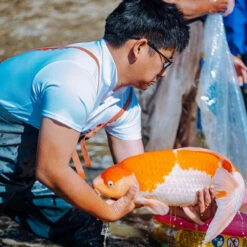 4-6" Japanese Standard Fin Koi Packages -pond shop koi ready for transport 24868.1680701767