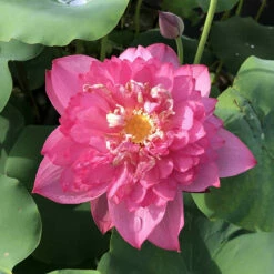 Red Shaoshan - Red Hardy Water Lotus -pond shop plants lotus chinese red shaoshan 1000 71549.1674157350