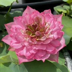 Red Shaoshan - Red Hardy Water Lotus -pond shop plants lotus chinese red shaoshan full bloom 22924.1674157350