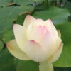 Empress - White Hardy Water Lotus -pond shop plants lotus empress 1000 68788.1642696065