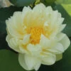 Gold & Resplendence - Hardy Water Lotus -pond shop plants lotus gold resplendence 1000 03974.1642619338
