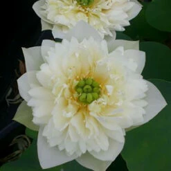 Green Clouds - Hardy Water Lotus -pond shop plants lotus green cloud 1000 42530.1674155016