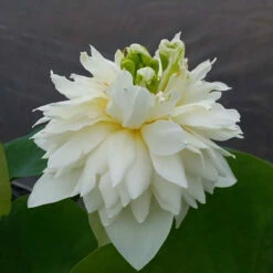 Green Clouds - Hardy Water Lotus -pond shop plants lotus green cloud 87347.1674155016