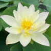 Green Maiden - Hardy Water Lotus -pond shop plants lotus green maiden 1000 55814.1642444044