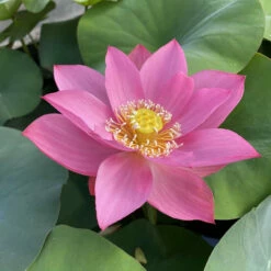Ju Zi - Hardy Water Lotus -pond shop plants lotus ju zi ch feature 1000 42642.1674151046
