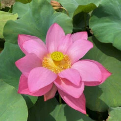Ju Zi - Hardy Water Lotus -pond shop plants lotus ju zi ch full bloom 55562.1674151046
