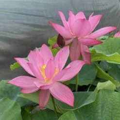Ju Zi - Hardy Water Lotus -pond shop plants lotus ju zi ch indoors 54356.1674151046