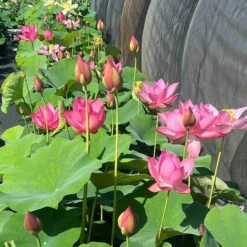 Ju Zi - Hardy Water Lotus -pond shop plants lotus ju zi ch nursery 01756.1674151045