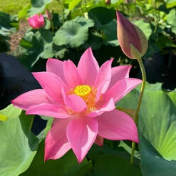 Ju Zi - Hardy Water Lotus -pond shop plants lotus ju zi ch outdoors 98206.1674151046