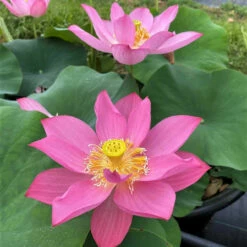 Ju Zi - Hardy Water Lotus -pond shop plants lotus ju zi ch potted 69117.1674151045