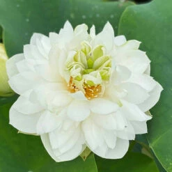 Large Brocaded Edge - Hardy Water Lotus