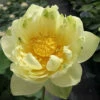 Little Oriole Hardy Water Lotus -pond shop plants lotus little oriole 1000 85509.1642615955