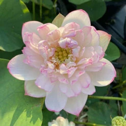 Mallory's Love - Hardy Water Lotus -pond shop plants lotus mallory my love full bloom 27357.1673384154
