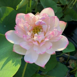 Mallory's Love - Hardy Water Lotus -pond shop plants lotus mallory my love pink edging 52577.1673384154