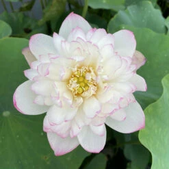 Mallory's Love - Hardy Water Lotus -pond shop plants lotus mallory my love white pink edging 90539.1673384154