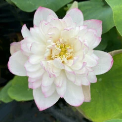Mallory's Love - Hardy Water Lotus -pond shop plants lotus mallory my love 23883.1673384154