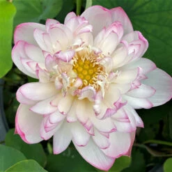 Mallory's Love - Hardy Water Lotus -pond shop plants lotus mallory 03473.1673384154